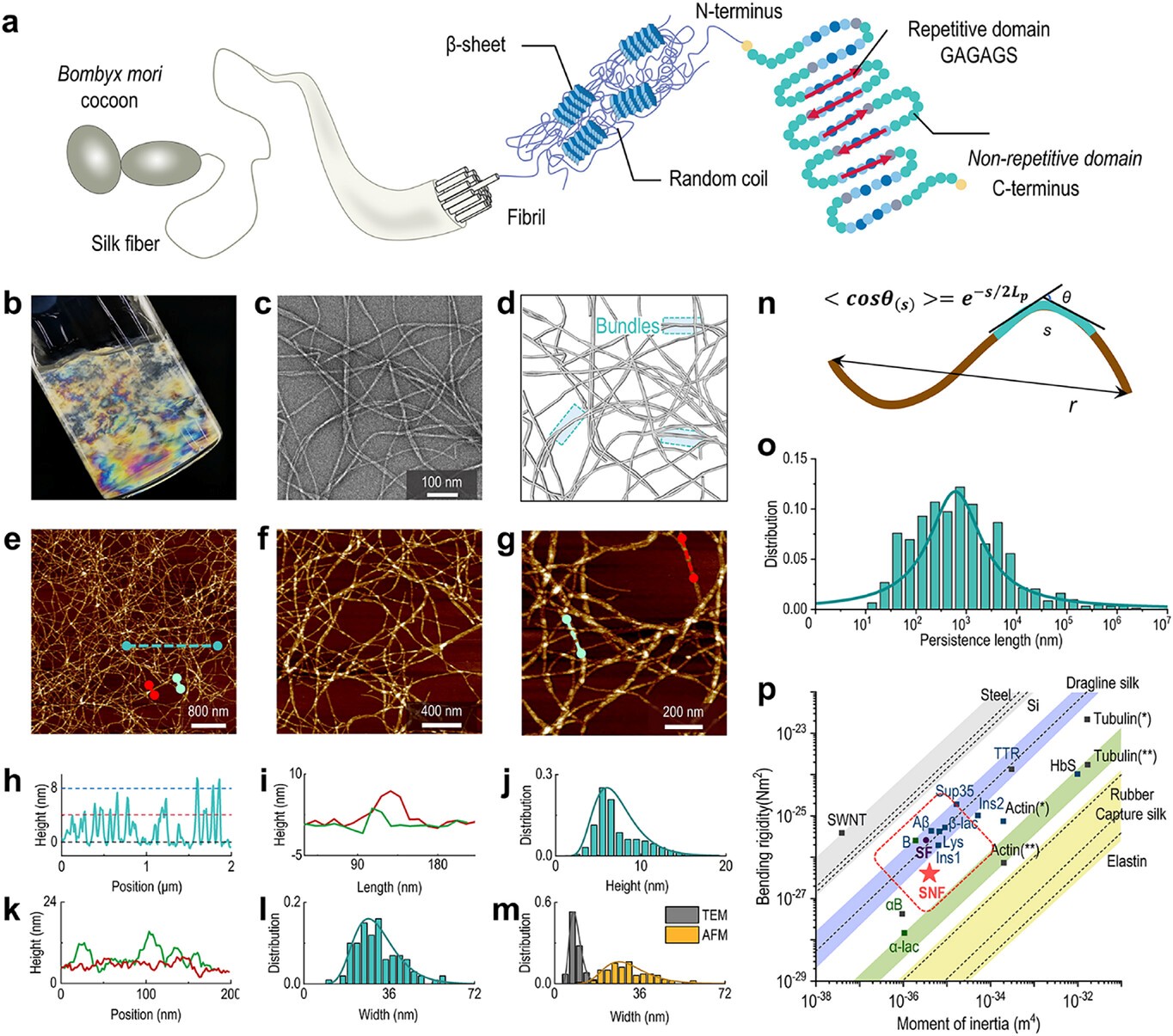 Hierarchical Silk Fibril Networks Exhibit Structure Dependent ...